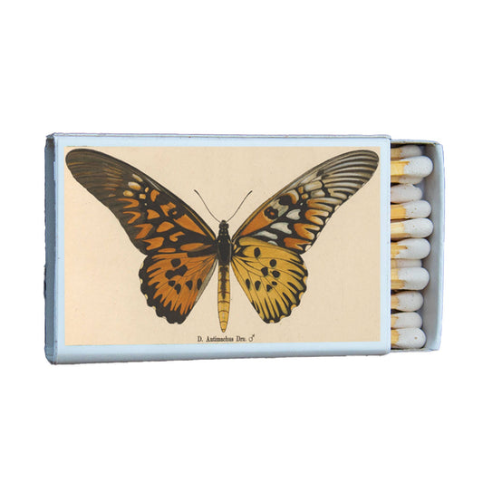 Butterfly Antimachus Matchbox • Matches