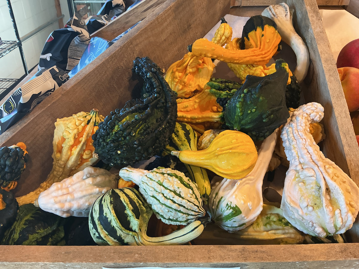 Decorative Gourds