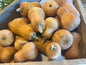 Honey nut winter squash
