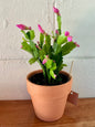 Christmas cactus
