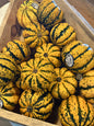 Sweet dumpling Squash