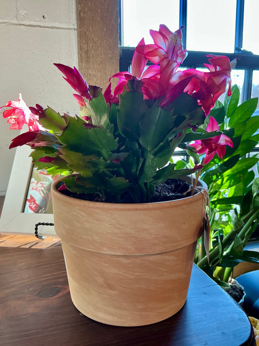Christmas cactus